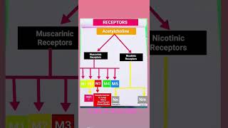 Pharmacology Receptors [upl. by Aelyk818]