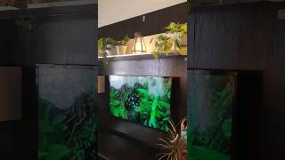 House plants in decor ideas explorepage houseplants homedecorideas fypyoutube [upl. by Cherin]