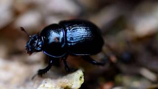 Bousier Anoplotrupes stercorosus [upl. by Malinin26]