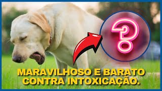 O SEGREDO CASEIRO QUE Salva Cachorro e Gato Intoxicado [upl. by Ardnyk186]