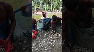 Amazing Village Fishing Video Using Net Fish Fishing village fishinglife shorts youtubeshorts [upl. by Mailliwnhoj151]