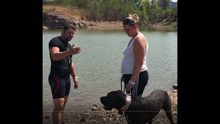 Pourquoi mon chien Cane Corso a peur de l’eau  Eric Tramson Educateur canin [upl. by Ahsuoj158]