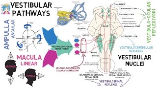 INSTANT NEURO  Vestibular Pathways [upl. by Misti]