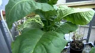 How to Grow Tobacco Part 5 Harvest time [upl. by Bradeord]