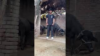 Tujhe dhek ke dil mera dole 😂  Comedy videofunnyvideo viralvideo comedy shorts trending [upl. by Anatnahs]