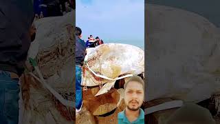 wh🐬🐋 amazingfacts animals whale fishing factsinhindi ytshorts viralshort shortsvideo reels [upl. by Ainolloppa]