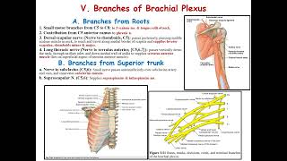 Lecture 3 Axilla amp Brachial Plexus [upl. by Melania]