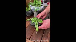 How to grow Creeping Jenny Lime Lysimachia nummularia Pond Plant [upl. by Wendye]