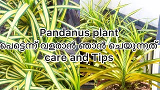 How to easily grow pandanus plant💯spider spider plant tipsampcare [upl. by Dyoll267]