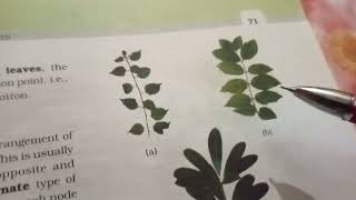 types of leaf such as pinnately compound 🌿 [upl. by Adlev]