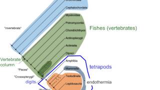 Ch 23 which traits help us group organisms [upl. by Bowen]