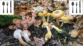 Porównanie Opieńka ciemna Armillaria ostoyae vs Opieńka żółtawa Armillaria gallica [upl. by Mossman]