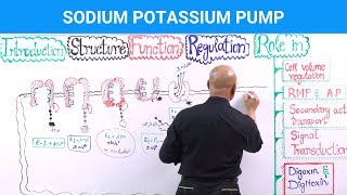 Sodium Potassium Pump  Na⁺  K⁺  ATPase [upl. by Oelgnaed]