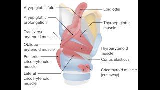 Mnemonics to remember the intrinsic muscles of larynx [upl. by Atoked]