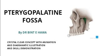 PTERYGOPALATINE FOSSA  Boundaries and contents with animations3D pics and skull demogross anatomy [upl. by Elraet]