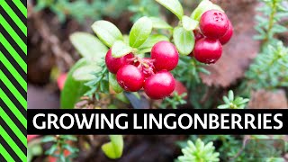 Lingonberry How to Grow [upl. by Noraed128]