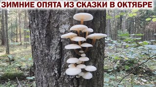 ❗ЗИМНИЕ ОПЯТА из СКАЗКИ в ОКТЯБРЕ 2024👉ПОШЛА РЯДОВКА ФИОЛЕТОВАЯ [upl. by Hayashi]