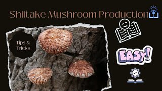 2 Easy steps of Shiitake mushroom production  How to cultivate Shiitake mushroom Easy notes [upl. by Assetnoc]