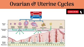 Ovarian amp Uterine cycles  Phases  Changes  Anatomy mbbs education [upl. by Mehta]