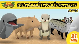 Los 20 Mamíferos Más Populares Episodio Compilación Parte 25  Leo El Explorador Episodio [upl. by Nnednarb4]