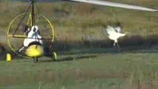 whooper swans in flight [upl. by Childers]