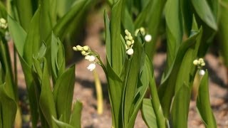 Maiglöckchen Convallaria majalis [upl. by Paresh827]