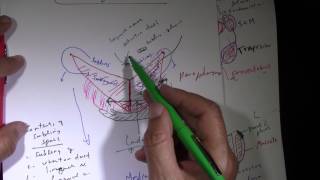 Fascial Spaces and Spread of Dental Infection [upl. by Christensen]