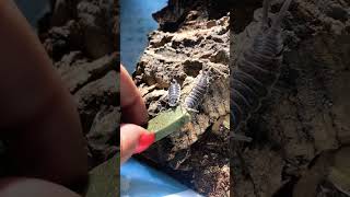 Coolest isopods to feed P hoffmannseggi isopods bug [upl. by Haywood]