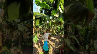 Funny banana part 34 shorts viral banana satisfying farming shortvedios bananacutting [upl. by Oinotnaocram]