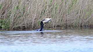 Cormorant eating a very big fish [upl. by Yaf]