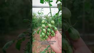 Cimatura e Nutrizione 🍅 pomodoro tomato [upl. by Engelbert660]