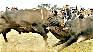 Ramhah Rymbai 🆚 Sniang Muktung iadaw masi  bullfight iatur masi today [upl. by Beatrix]