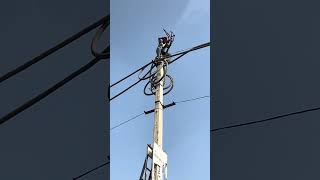 11kv cabel box fault clear trending hardwork ytshorts shorts [upl. by Orelle626]