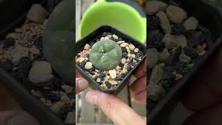 Planting Lophophora in 100 mineral soil mix [upl. by Vorster]