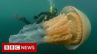 Giant jellyfish spotted by divers  BBC News [upl. by Gui434]