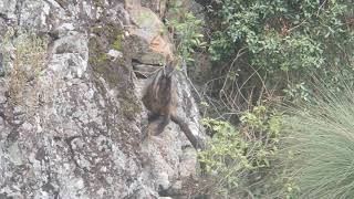 🦘 Brushtailed RockWallaby goes down vertical cliff face Petrogale penicillata HD [upl. by Carrillo]