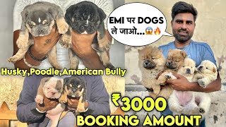 Cheapest Dogs Market In Delhi NCR  German Shepherd Husky Pitbull  Dog in 699  Ak Pet Shop [upl. by Frech94]