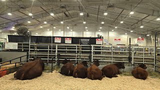 All The 2024 Cattle Shows In One Vidja Deeplake Livestock and DKF Angus [upl. by Ennaeel]