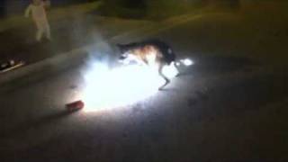 Stupid dog eating fireworks [upl. by Sutelc973]