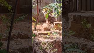 Bears Torah and Judaism message at Zoo in Jerusalem [upl. by Ydolem]