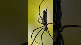 Nephila pilipes spider  wildlife viralshort spider [upl. by Adnik]