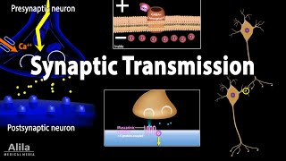 Neuroscience basics Synaptic transmission  Chemical synapse Animation [upl. by Breana102]