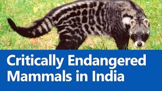 Critically Endangered Mammals in India IUCN Red List  Roman Saini UPSC CSEIAS Preparation [upl. by Thornie456]