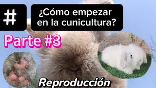 Reproducción de conejos  Como comenzar en la cunicultura PT3 Video 44 [upl. by Anialad]