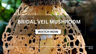 Bridal Veil Mushroom  veiled lady  Phallus indusiatus [upl. by Alia]