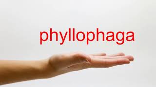 How to Pronounce phyllophaga  American English [upl. by Eiralih]