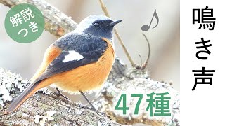 【保存版】鳥の鳴き声47種 解説付き [upl. by Ximena]