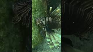 Amazing Things to see in the waters around Tilos Greece tilos lionfish aegeansea shorts [upl. by Livingstone921]