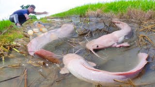 wow thats awesome Fishing  fisherman catch many fish after harvest rice [upl. by Irisa]