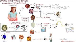 INFECTIONS DE LAPPAREIL URINAIRE  Physiopathologie [upl. by Burnley]